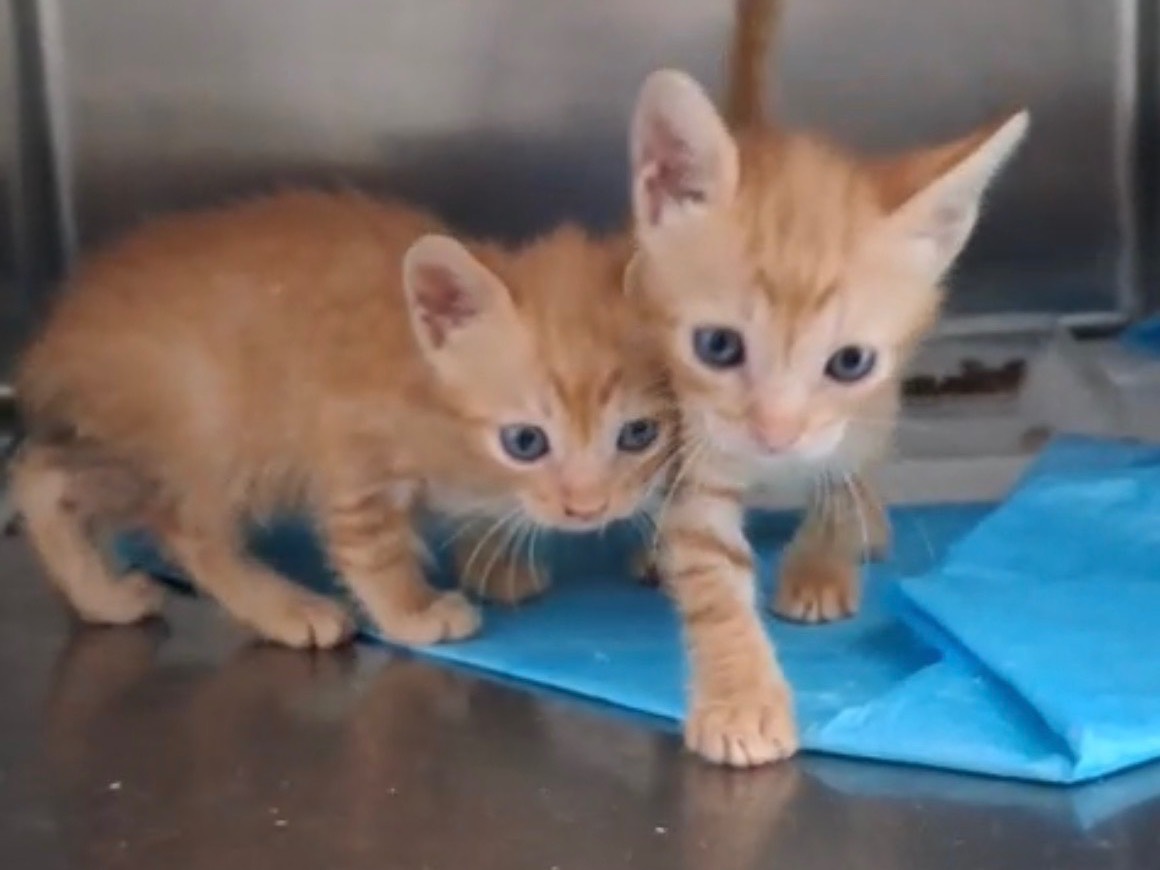 Adozione gatto, maschio, Razza sconosciuta Razza sconosciuta, 1 mese, taglia non valida, Roma