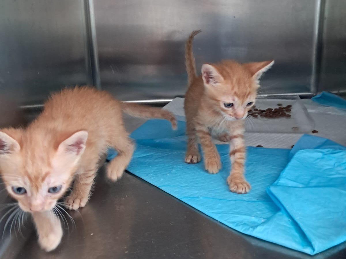 Adotta un gatto, maschio, 1 mese, Roma