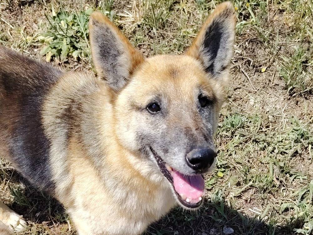 Adotta un cane, maschio, 10 anni e 11 mesi, Roma