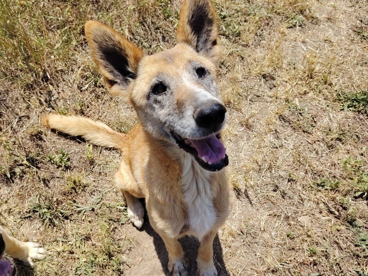 Adotta un cane, taglia media, maschio, Roma