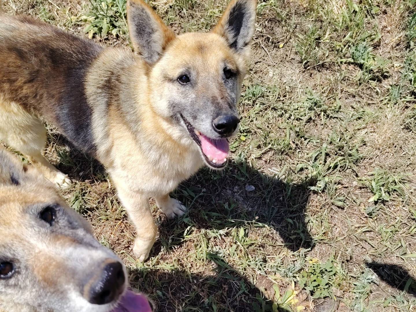 Adozione cane, maschio, Razza sconosciuta Pastore tedesco, 10 anni e 11 mesi, taglia media, Roma