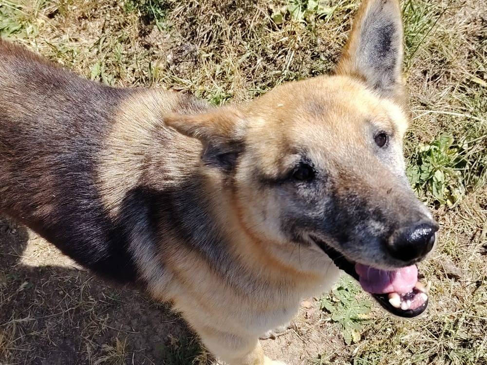 Vuoi adottare un cane a Roma?