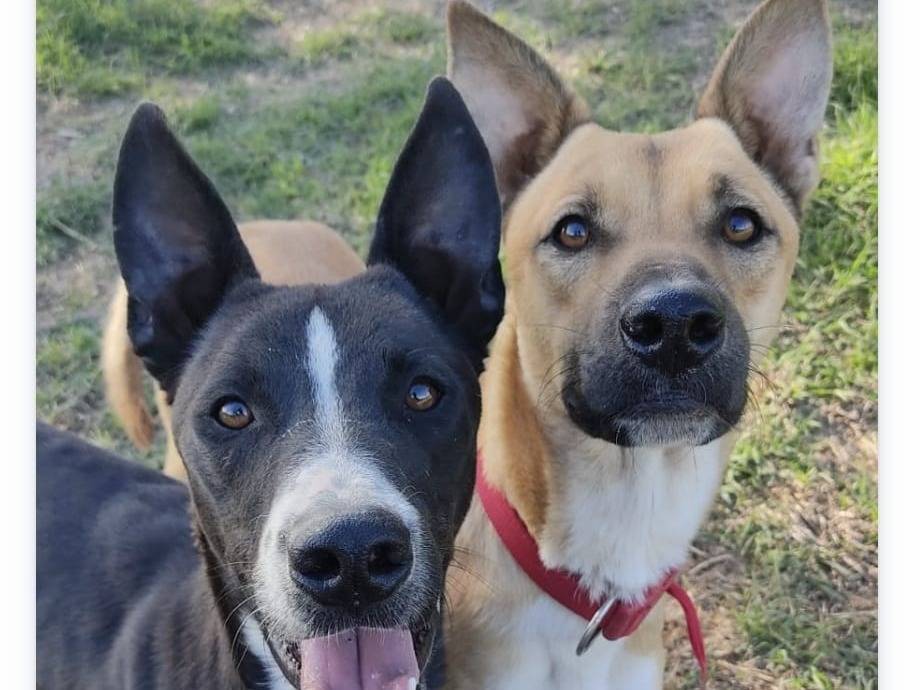 Adozione cane, maschio, Razza sconosciuta Razza sconosciuta, 1 anno e 6 mesi, taglia media, Roma