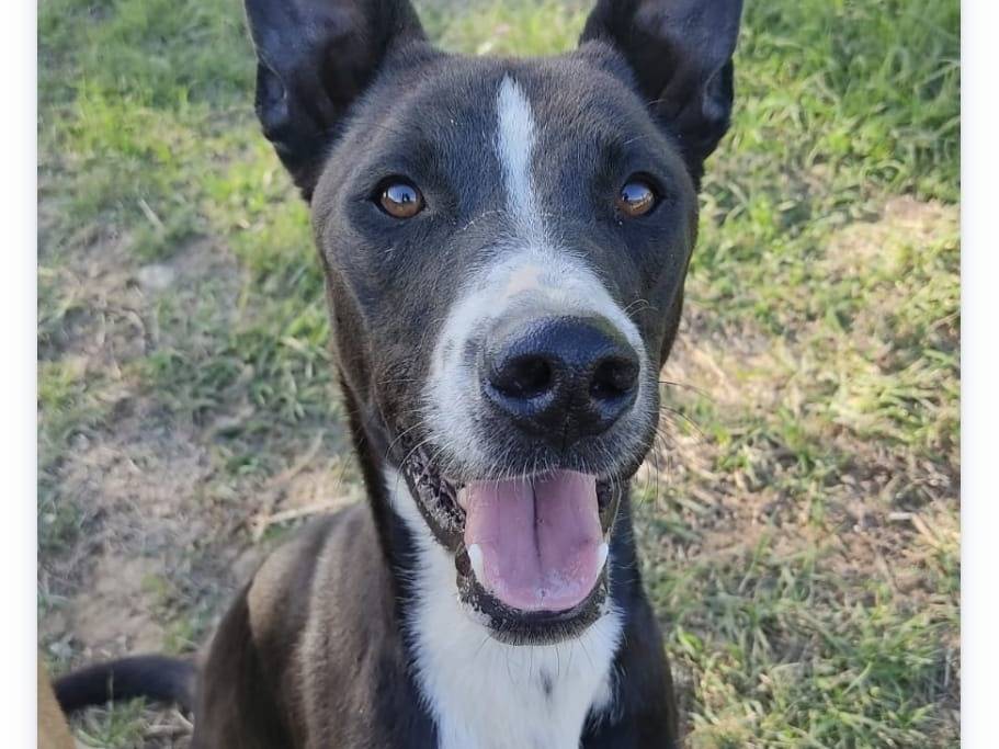 Adotta un cane, maschio, 1 anno e 6 mesi, Roma