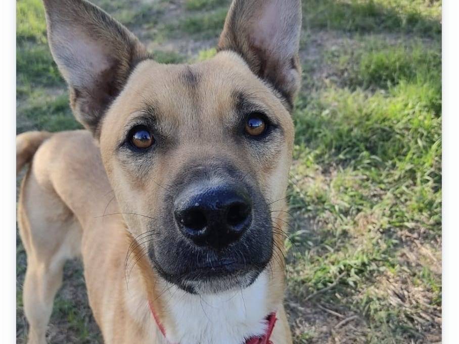 Adotta un cane, taglia media, maschio, Roma