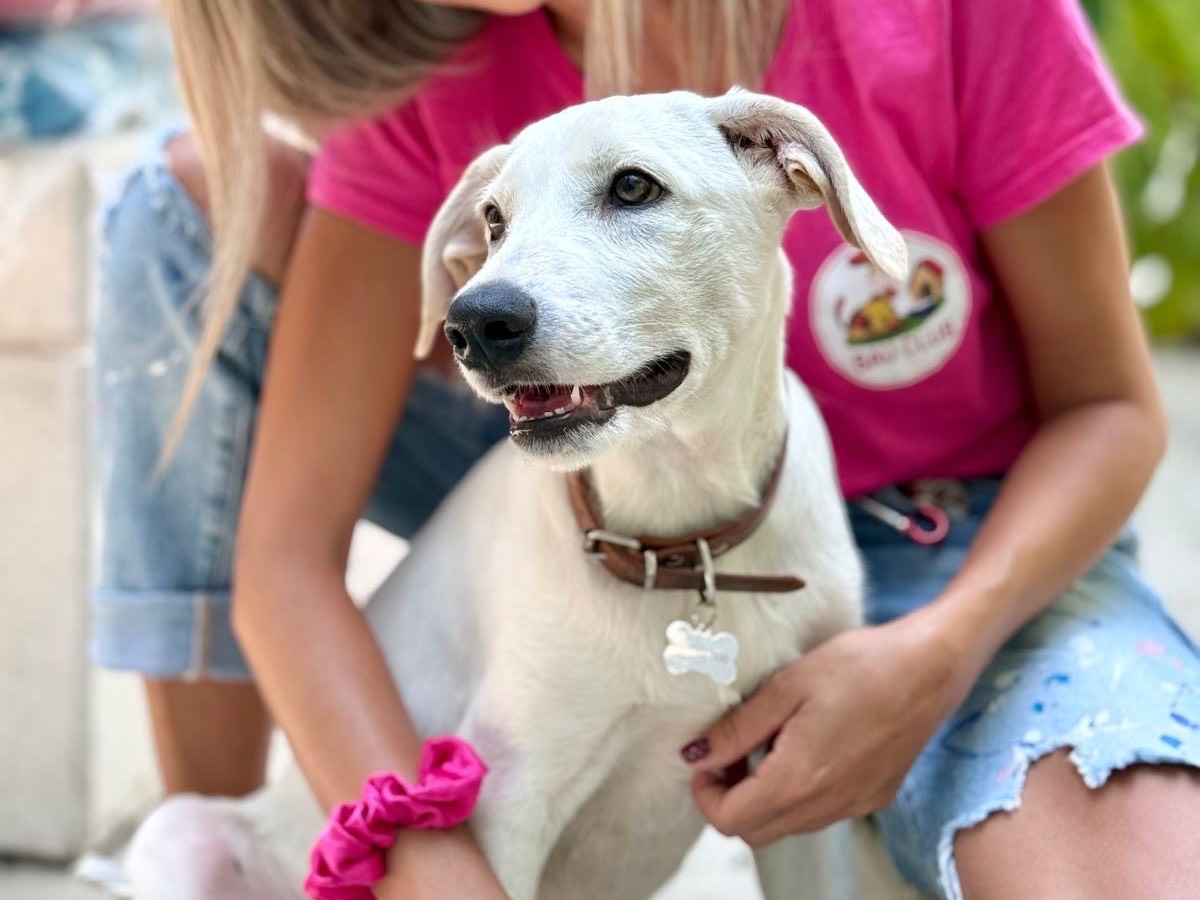 Adozione cane, maschio, Razza sconosciuta Razza sconosciuta, 5 mesi, taglia media, Sud