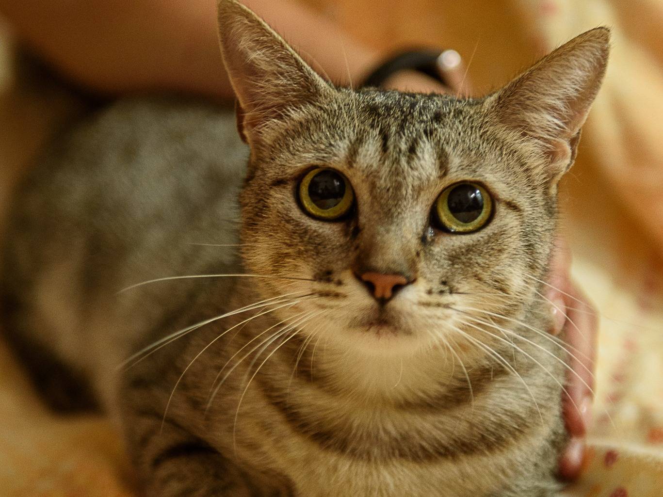 Adotta un gatto, femmina, 1 anno e 5 mesi, Varese