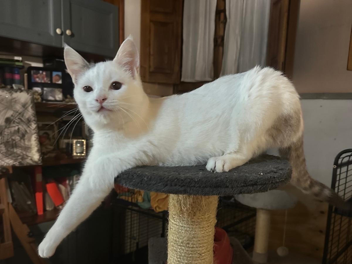 Adozione gatto, maschio, Razza sconosciuta Razza sconosciuta, 1 anno e 6 mesi, taglia non valida, Perugia