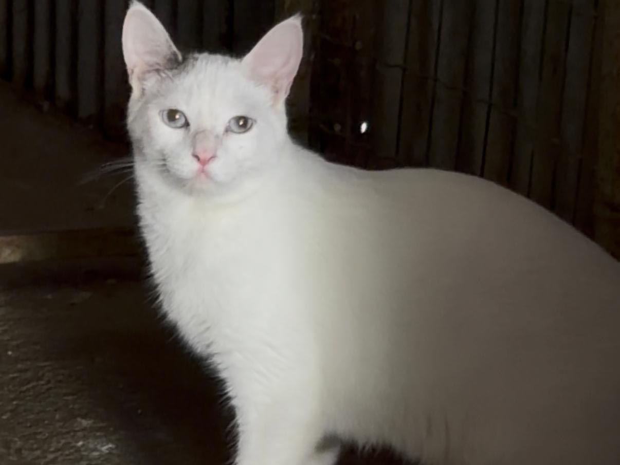 Adotta un gatto, maschio, 1 anno e 6 mesi, Perugia