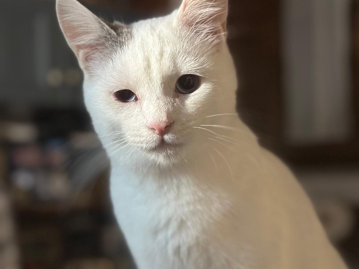 Adotta un gatto, taglia non valida, maschio, Perugia