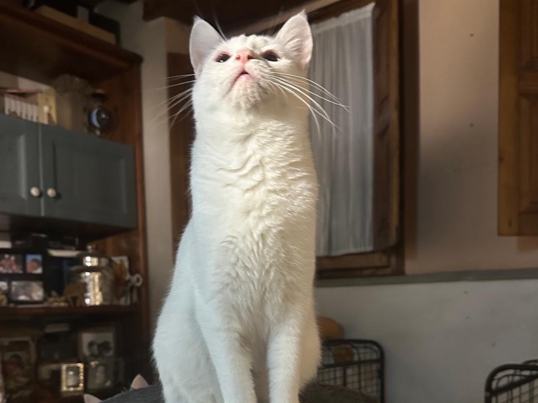 Vuoi adottare un gatto a Perugia?
