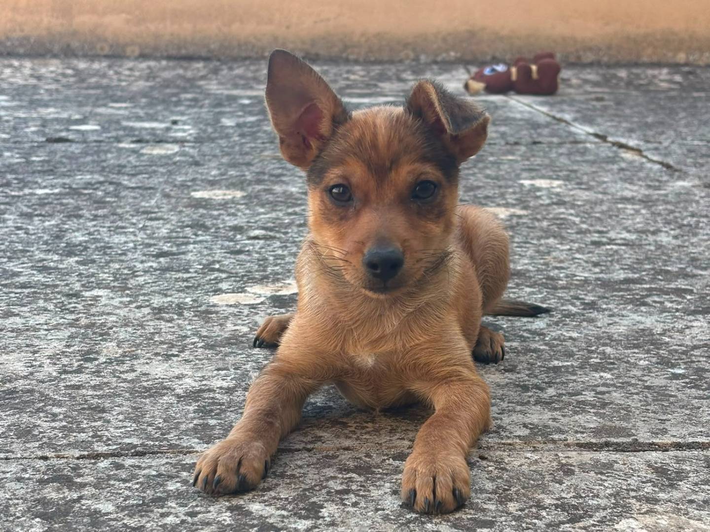 Adozione cane, maschio, Razza sconosciuta Razza sconosciuta, 2 mesi, taglia piccola, Bari