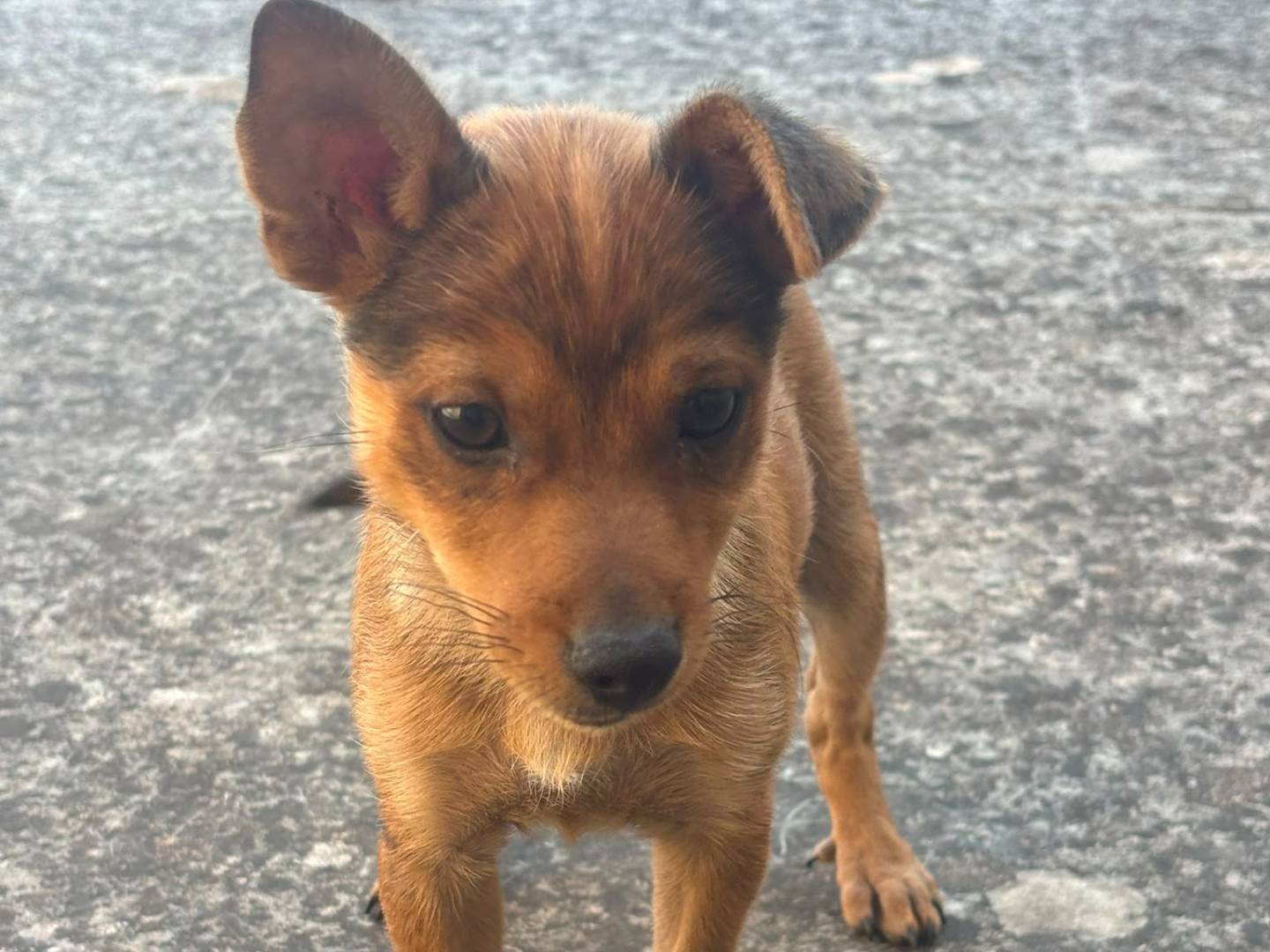 Adotta un cane, maschio, 2 mesi, Bari