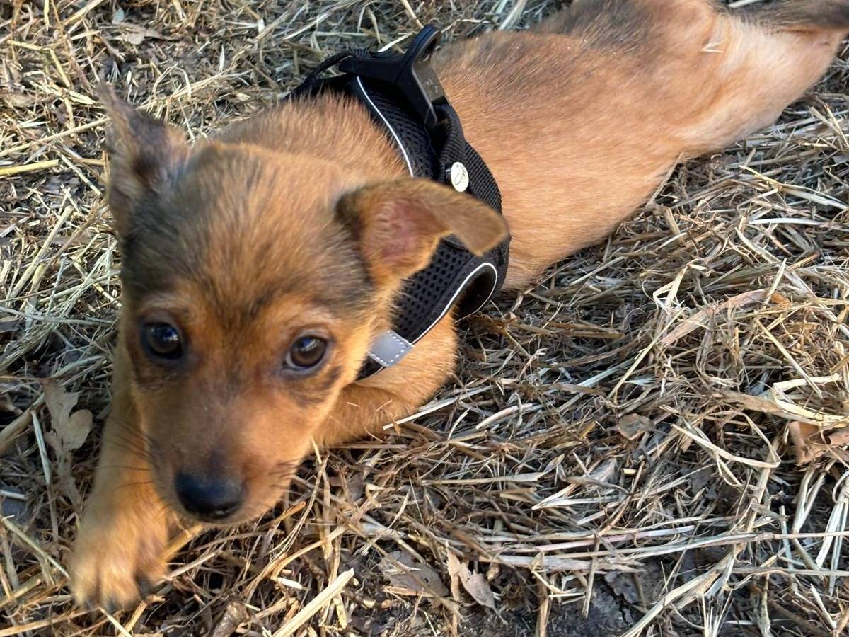 Vuoi adottare un cane a Bari?