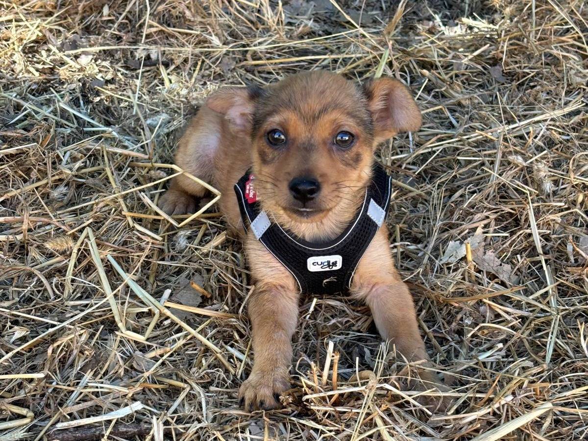 Adotta il cane Ulisse a Bari