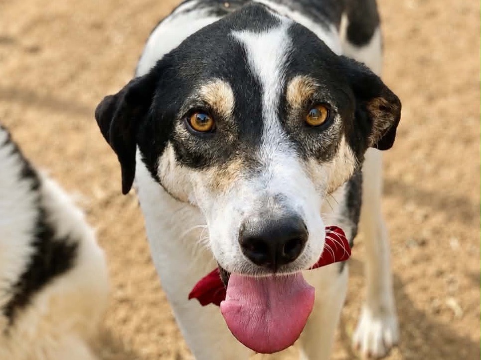 Adozione cane, maschio, Razza sconosciuta Razza sconosciuta, 3 anni e 4 mesi, taglia media, Latina