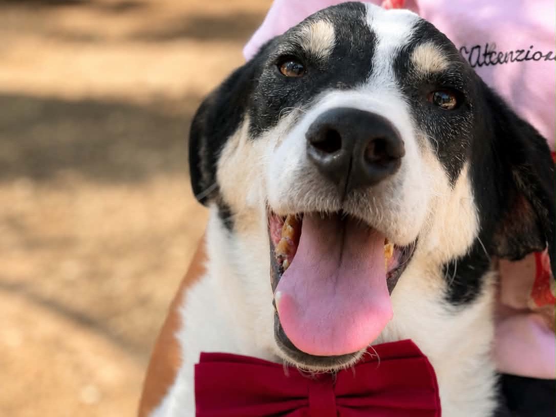 Adotta un cane, maschio, 3 anni e 4 mesi, Latina
