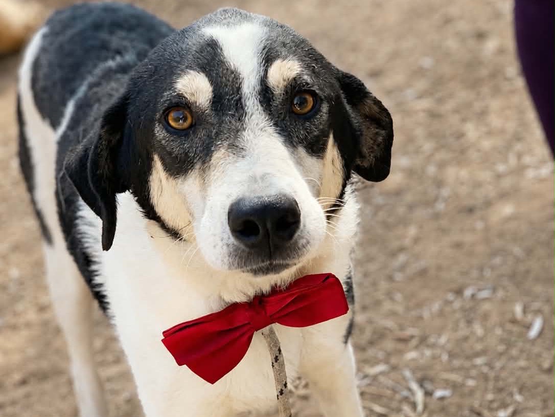Adotta un cane, taglia media, maschio, Latina