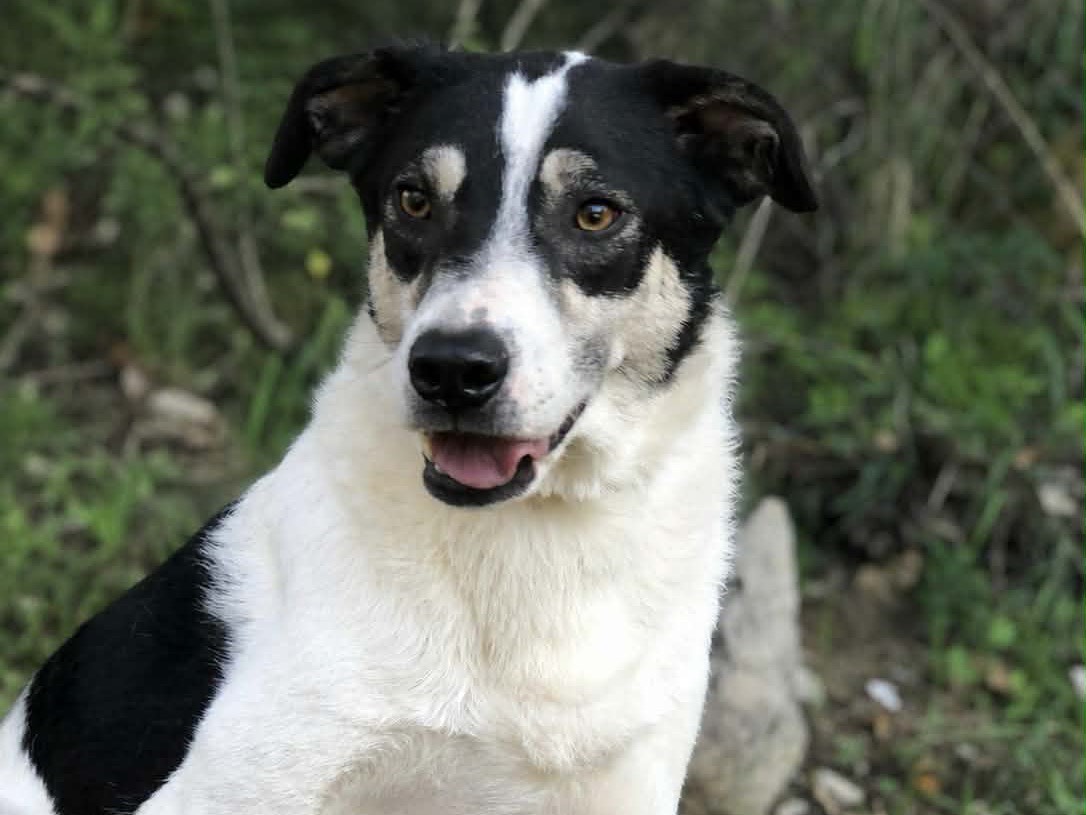 Vuoi adottare un cane a Latina?