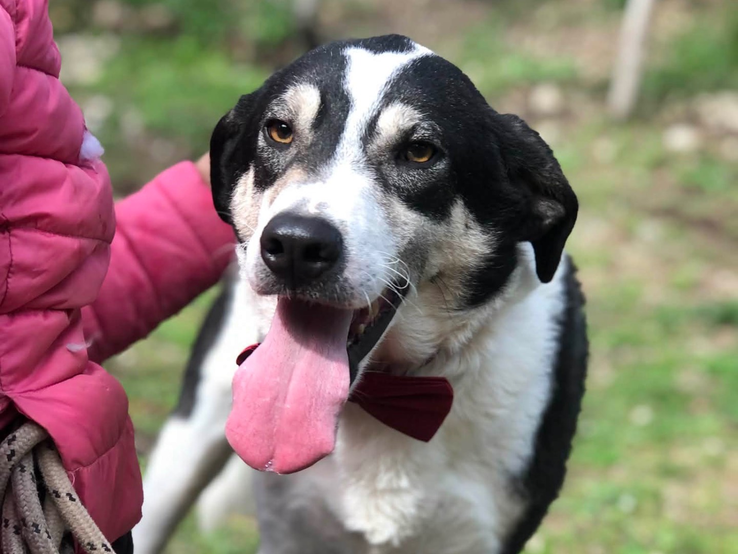 Adotta il cane Kinder a Latina