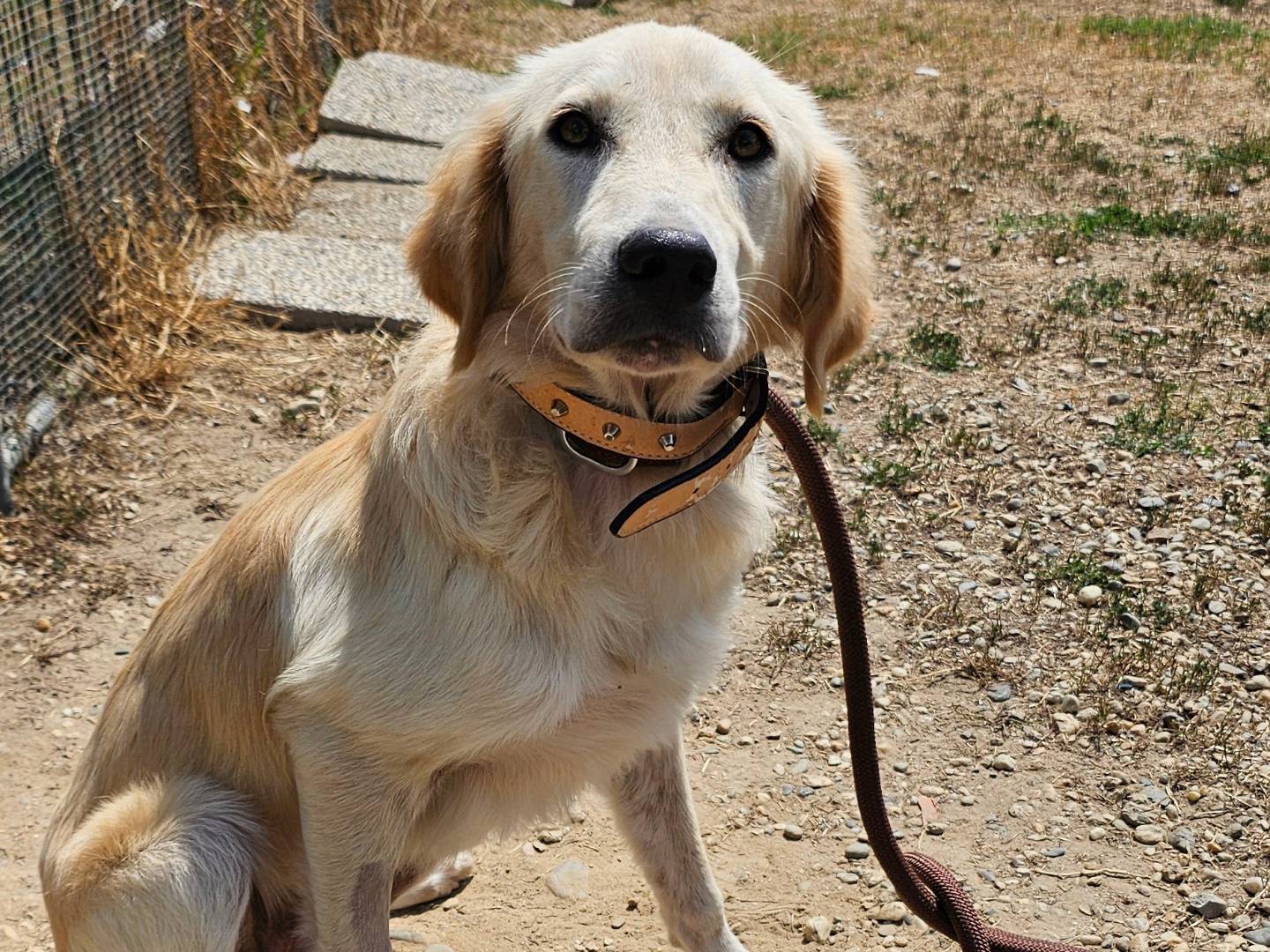 Adozione cane, femmina, Golden Retriever Razza sconosciuta, 6 mesi, taglia grande, Pavia