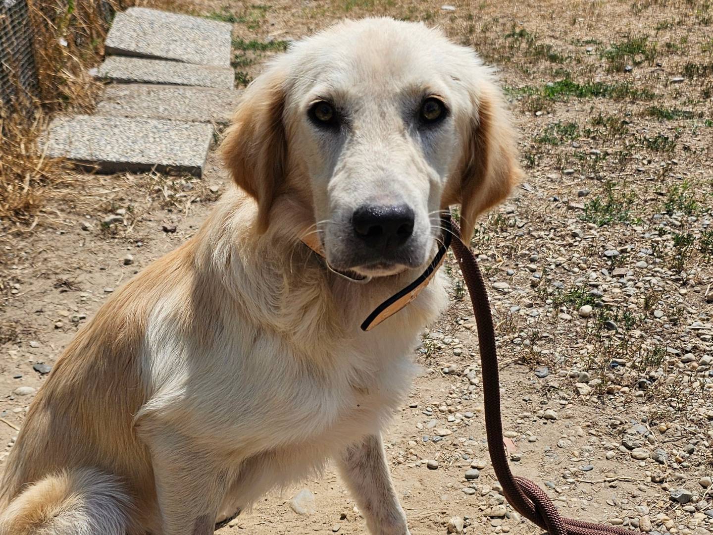 Adotta un cane, femmina, 6 mesi, Pavia