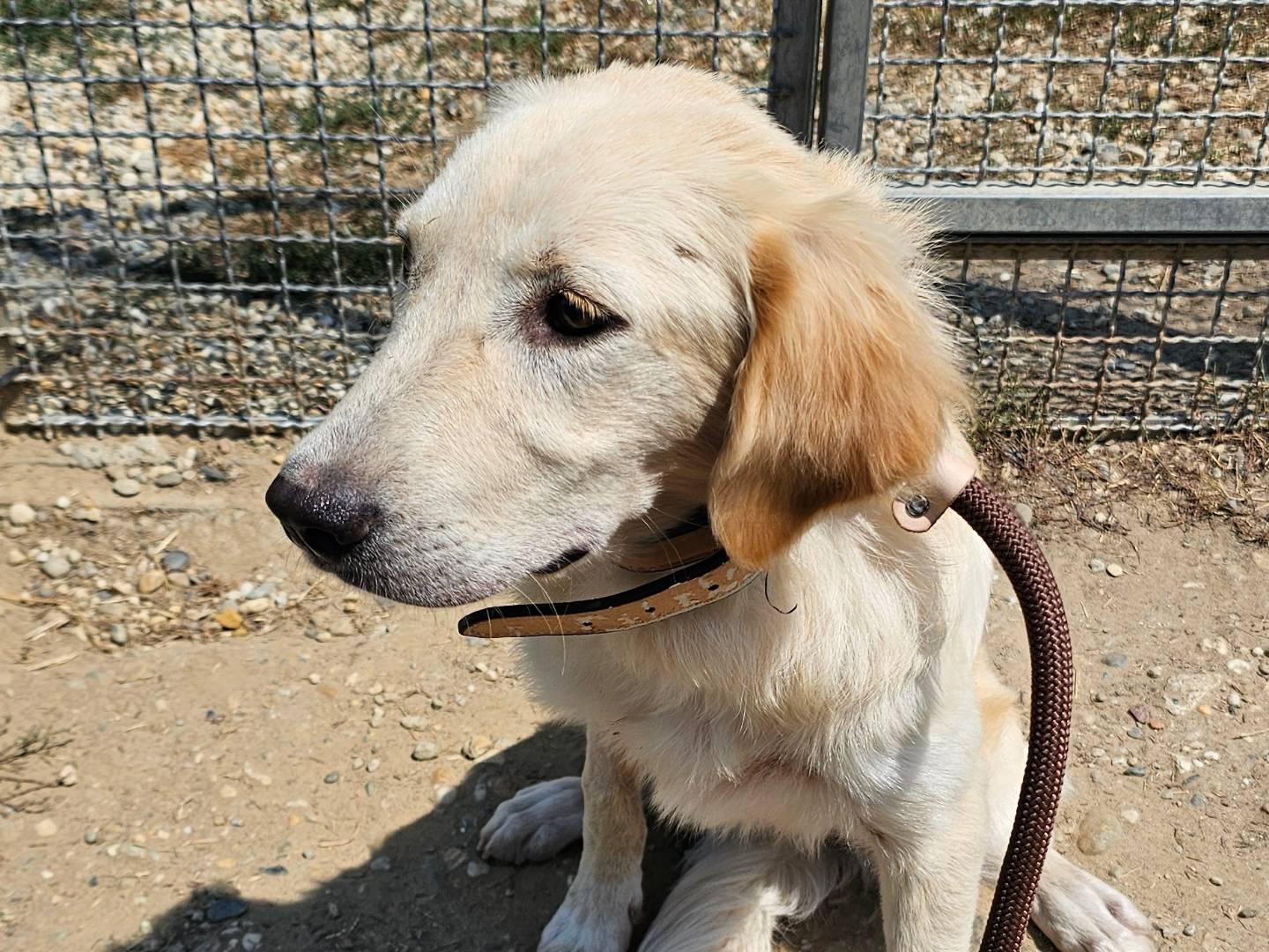 Adotta un cane, taglia grande, femmina, Pavia