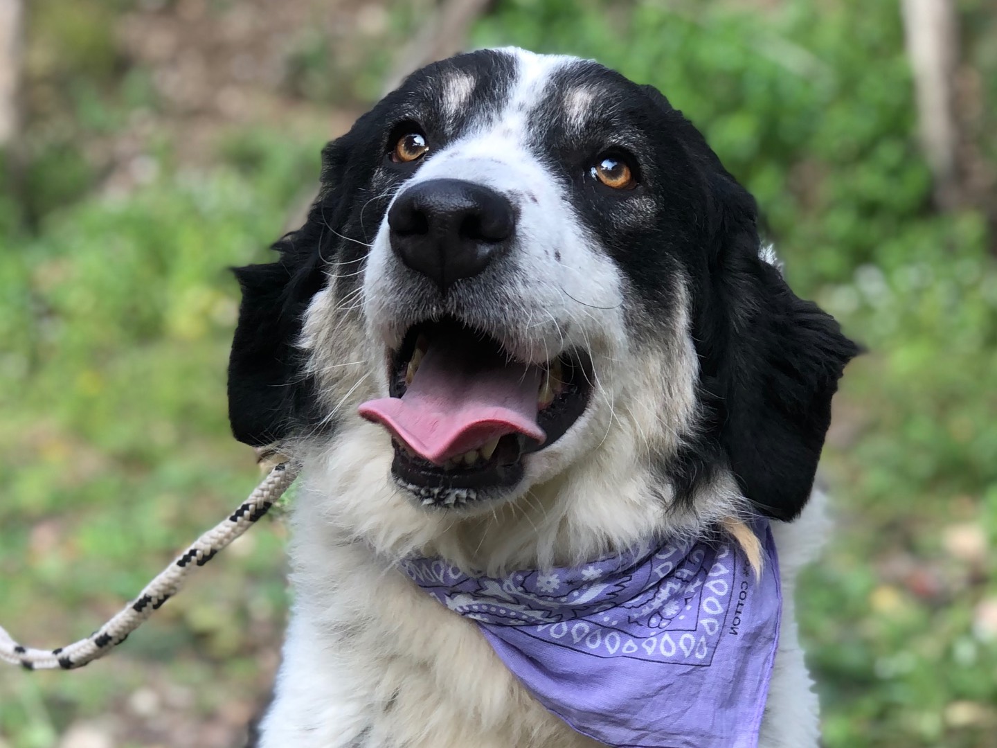 Adozione cane, femmina, Razza sconosciuta Razza sconosciuta, 3 anni e 4 mesi, taglia media, Latina
