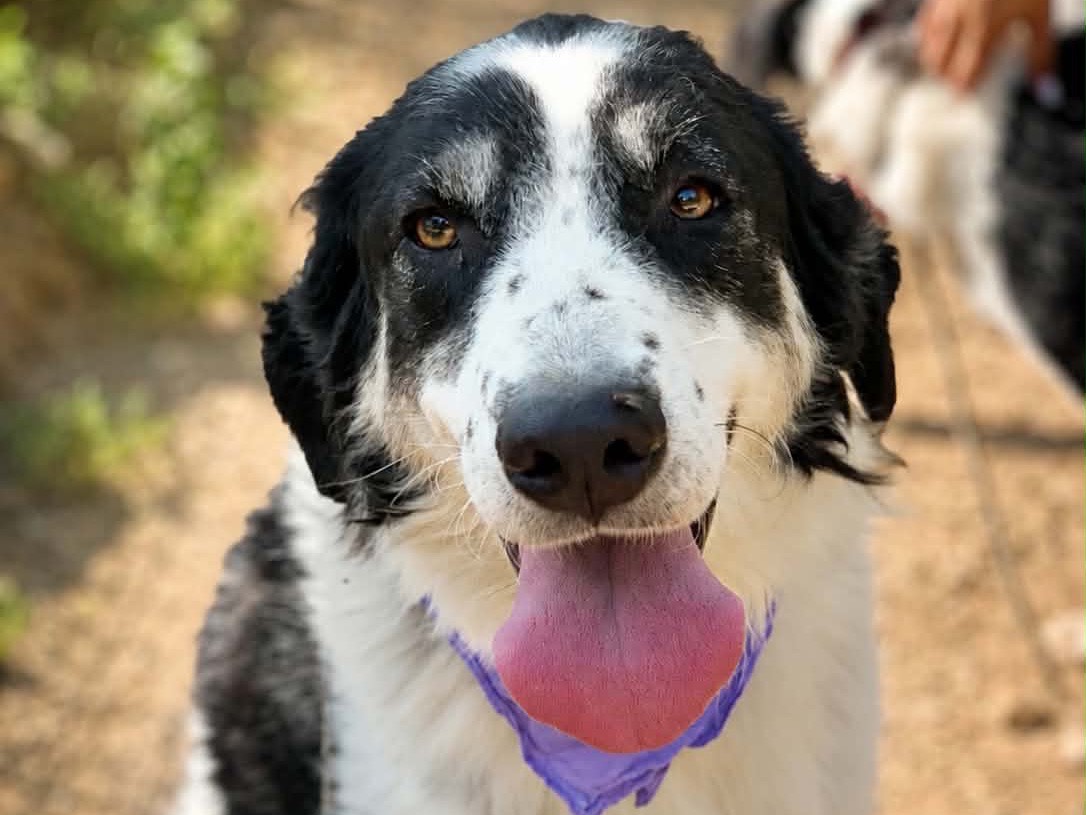Adotta un cane, femmina, 3 anni e 4 mesi, Latina