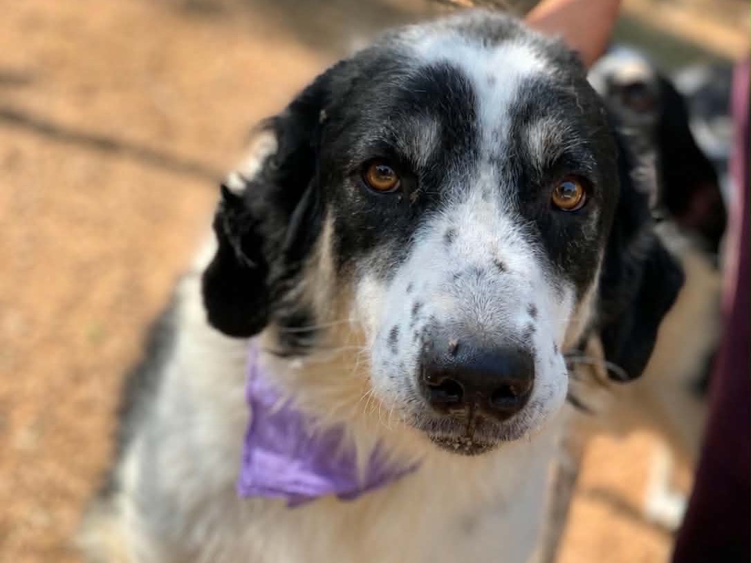 Adotta un cane, taglia media, femmina, Latina
