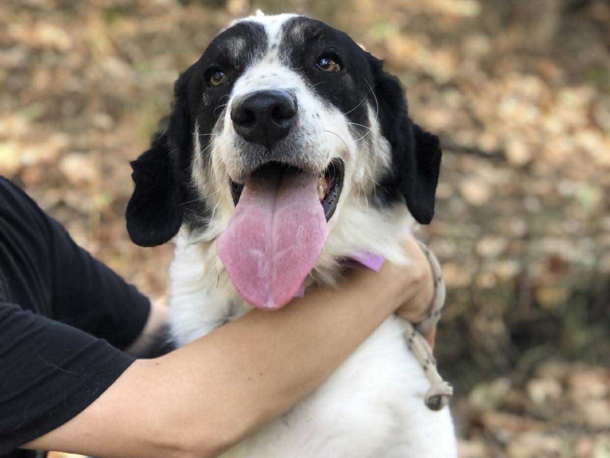 Adotta il cane Milka a Latina
