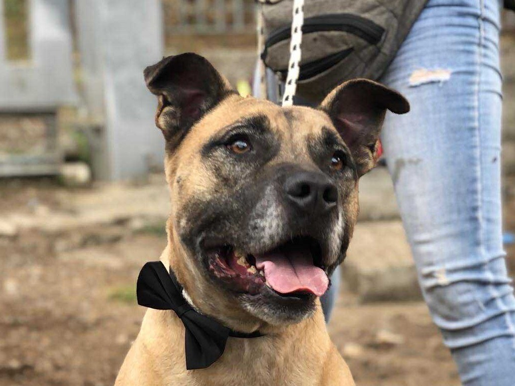 Adozione cane, maschio, Razza sconosciuta Razza sconosciuta, 2 anni e 6 mesi, taglia media, Latina