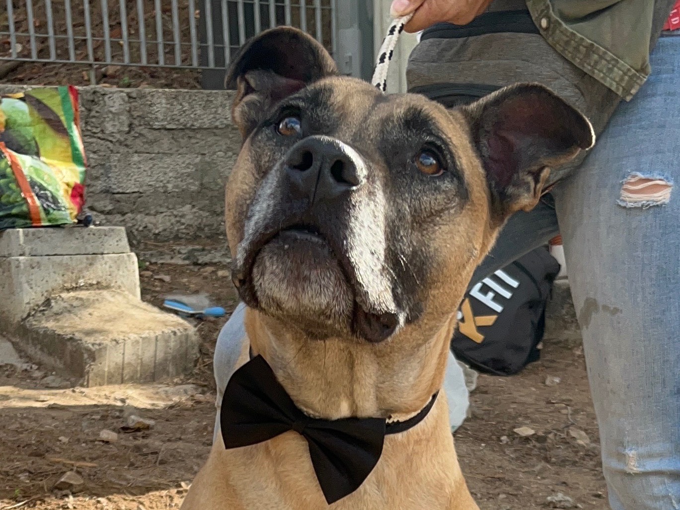 Vuoi adottare un cane a Latina?