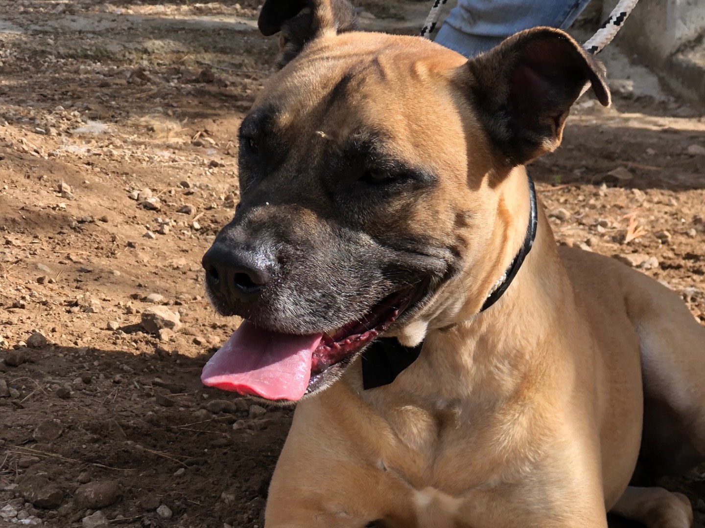 Adotta il cane Astro  a Latina