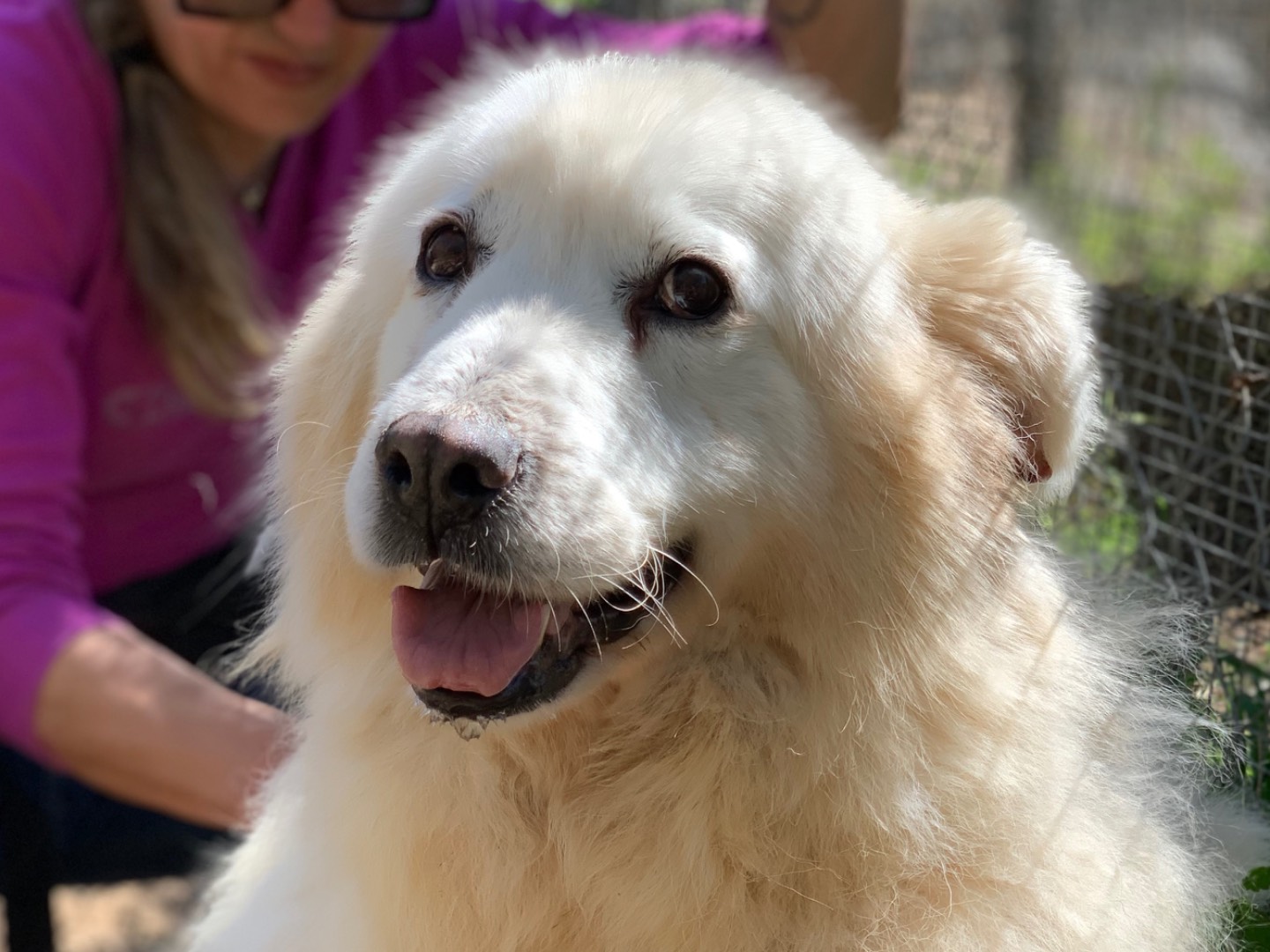 Adozione cane, maschio, Razza sconosciuta Razza sconosciuta, 9 anni e 1 mese, taglia media, Latina