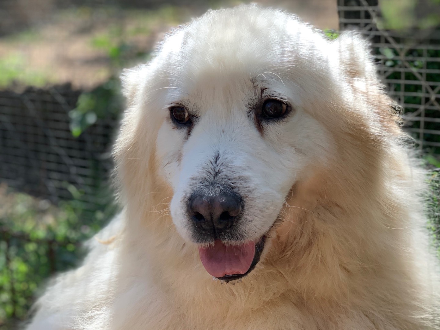 Adotta un cane, maschio, 9 anni e 1 mese, Latina