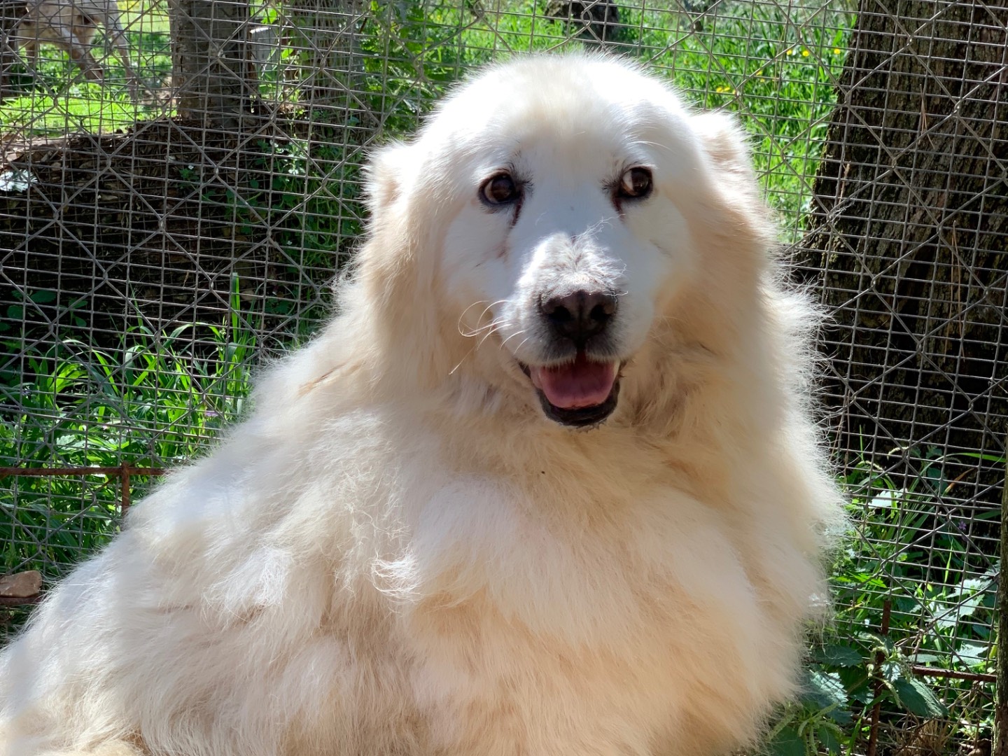 Adotta un cane, taglia media, maschio, Latina