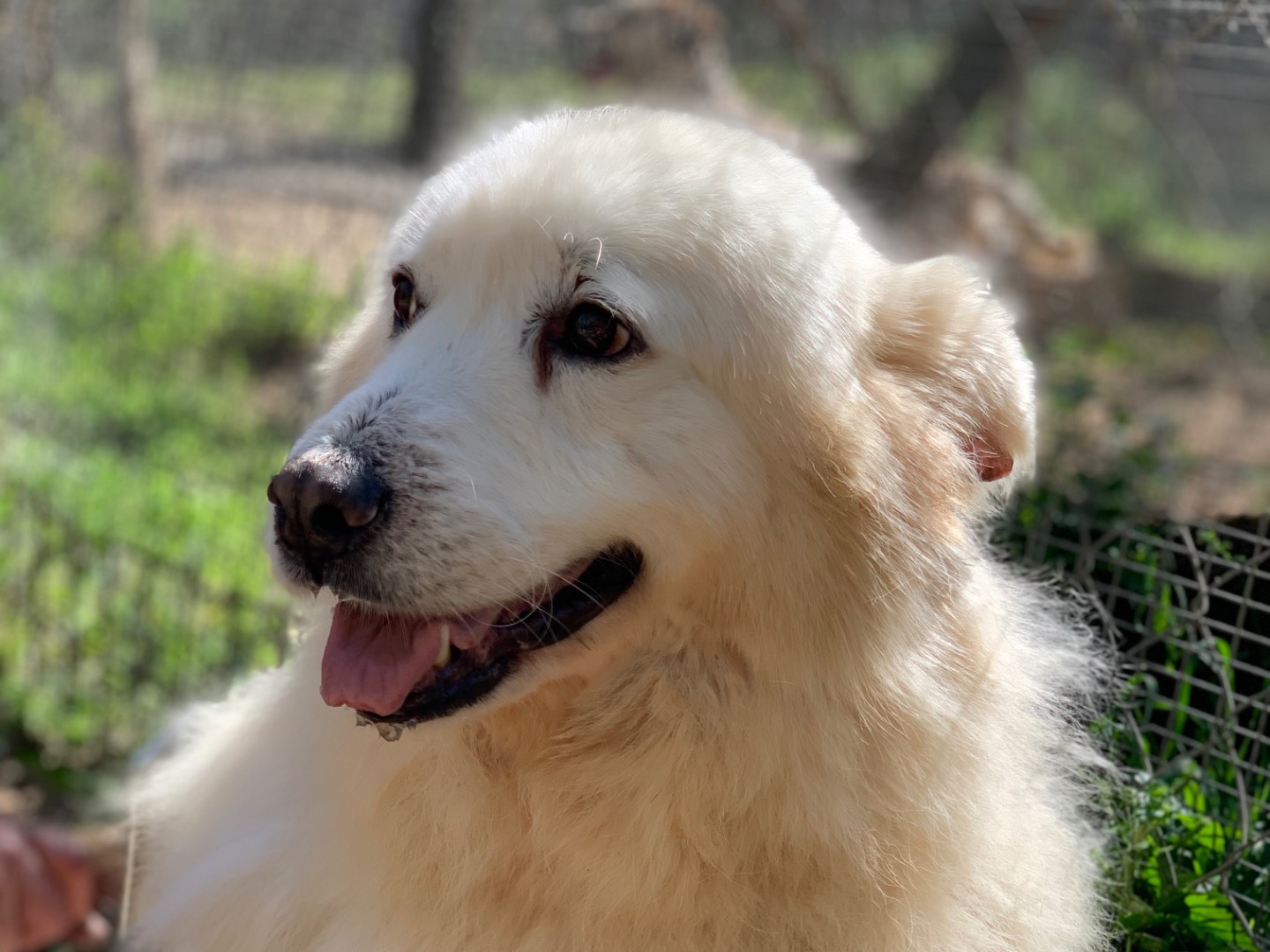Vuoi adottare un cane a Latina?