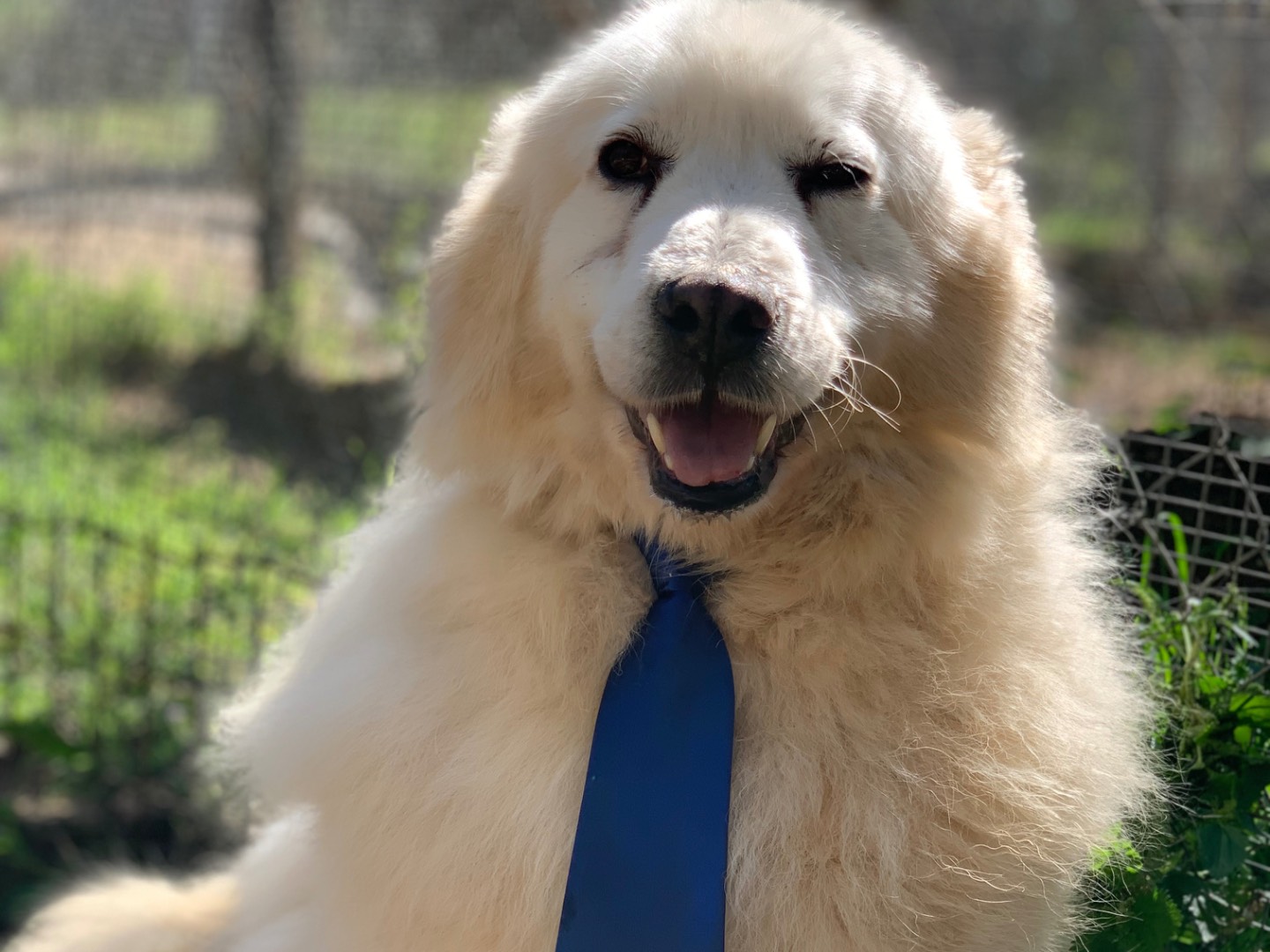 Adotta il cane Nino a Latina