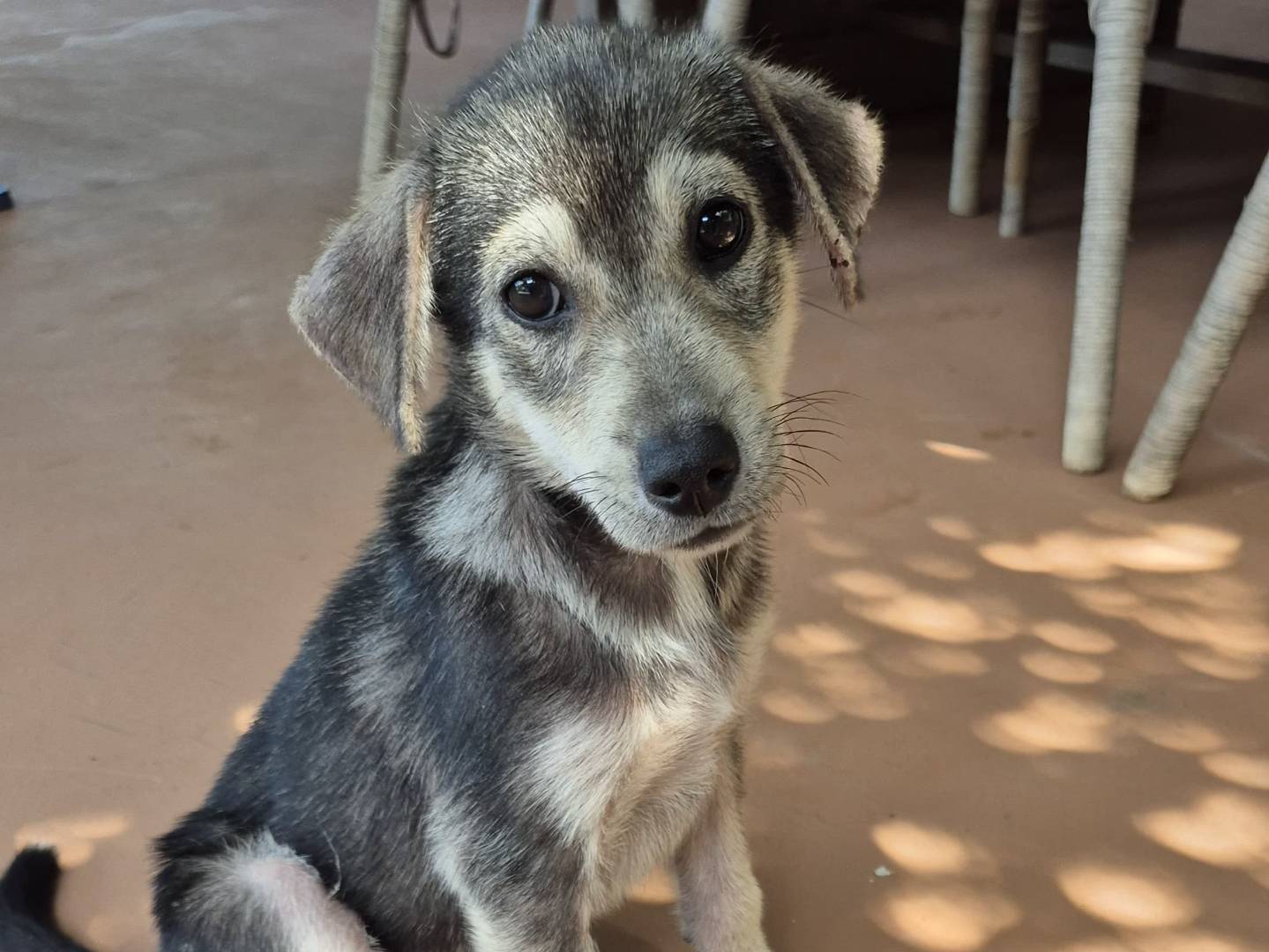 Adozione cane, femmina, Razza sconosciuta Razza sconosciuta, 2 mesi, taglia media, Trapani