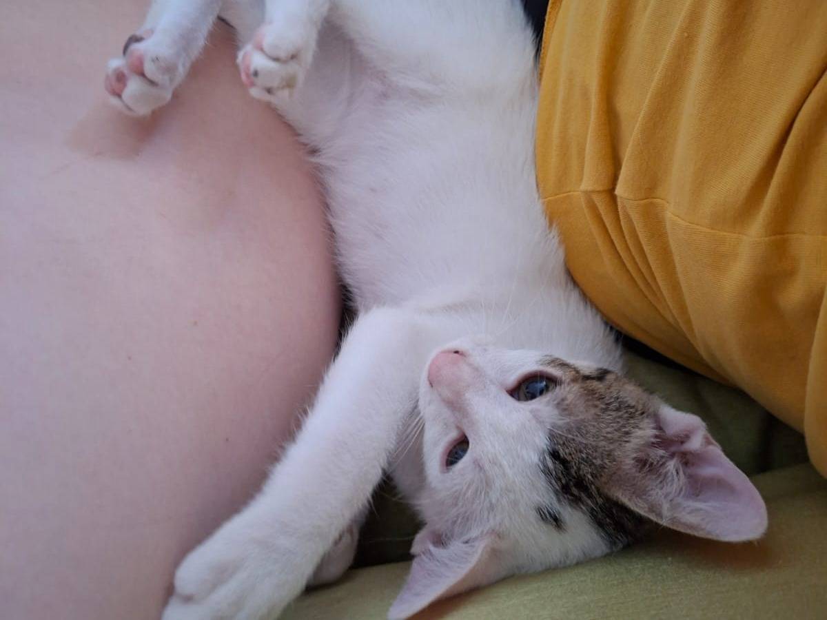 Adozione gatto, maschio, Razza sconosciuta Razza sconosciuta, 3 mesi, taglia non valida, Bari
