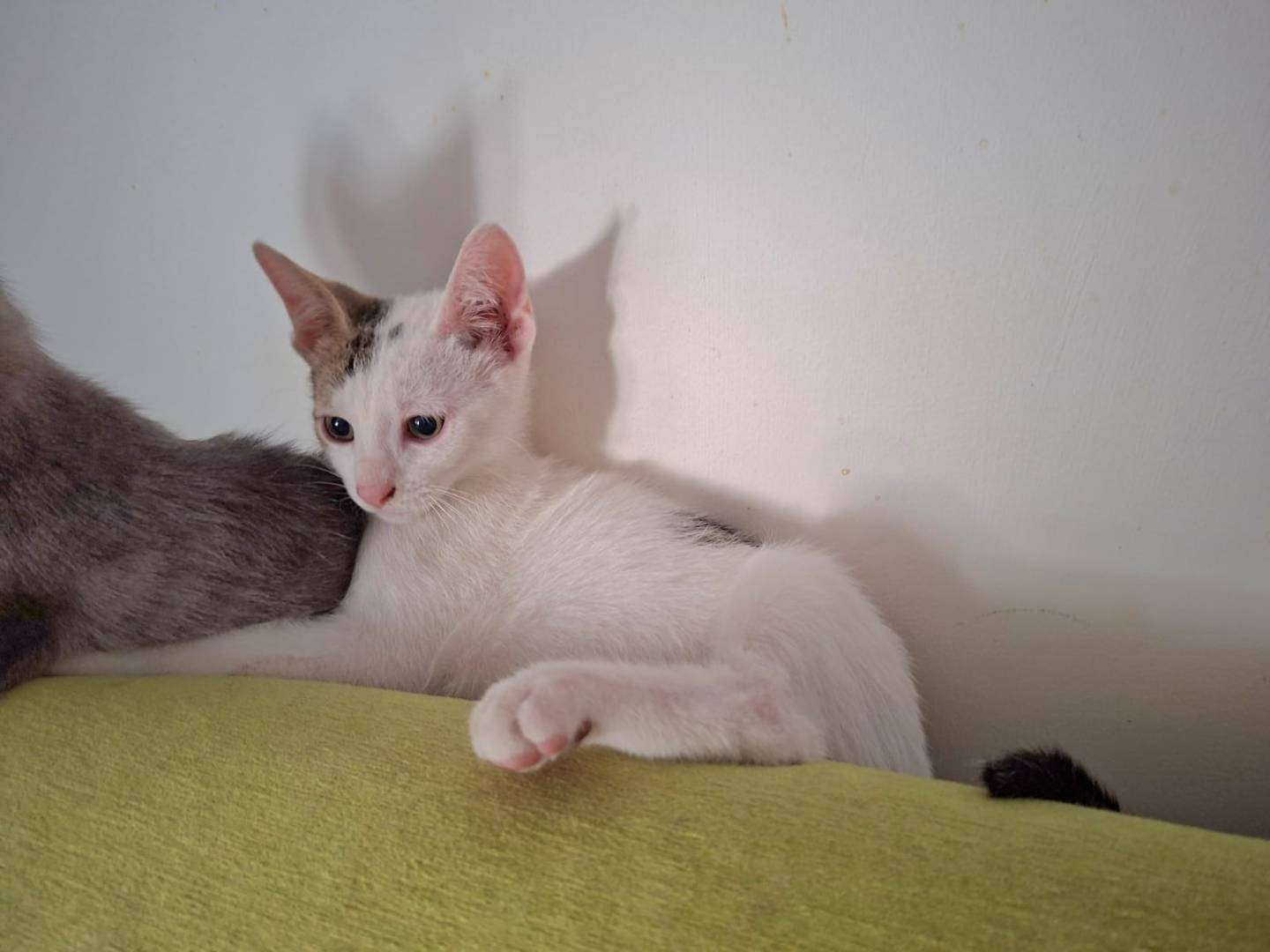 Adotta un gatto, maschio, 3 mesi, Bari