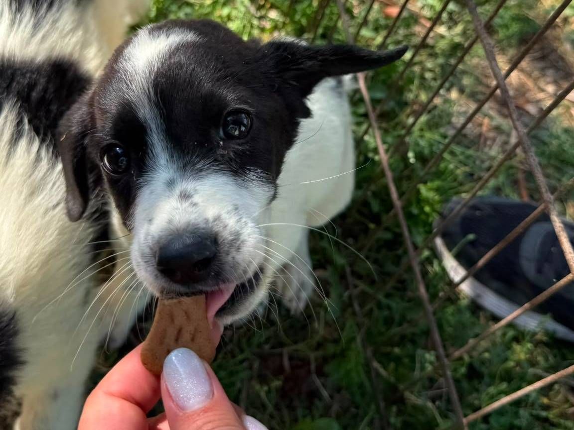 Adotta un cane, maschio, 3 mesi, Matera