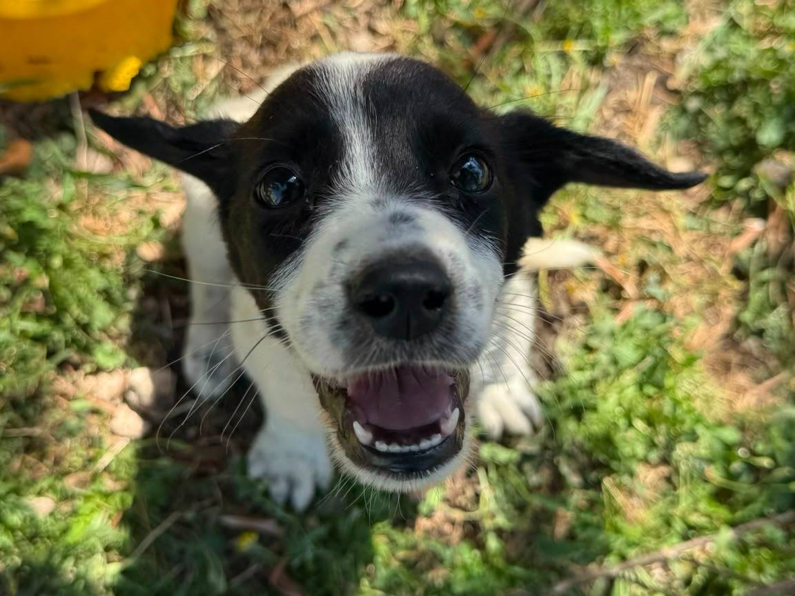 Adozione cane, maschio, Razza sconosciuta Razza sconosciuta, 3 mesi, taglia media contenuta, Matera