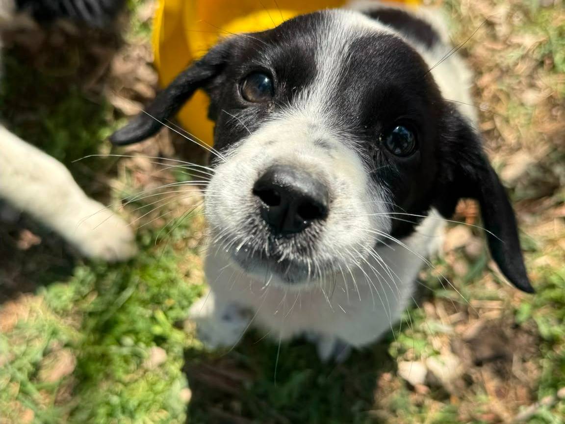 Adotta un cane, taglia media contenuta, maschio, Matera