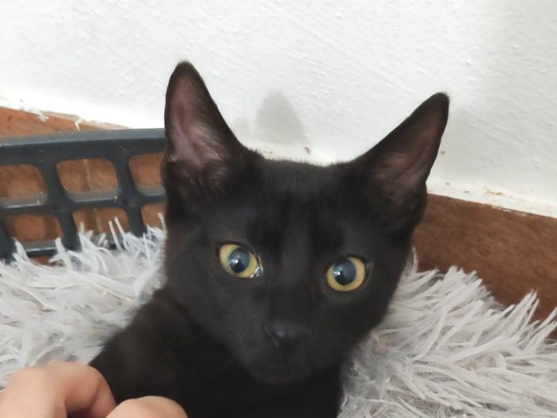 Adozione gatto, maschio, Razza sconosciuta Razza sconosciuta, 3 mesi, taglia non valida, Pisa