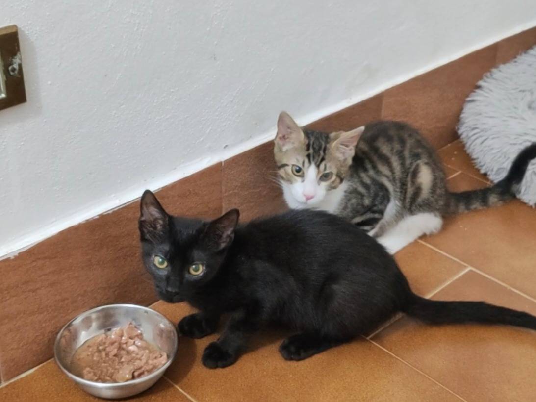 Adotta un gatto, maschio, 3 mesi, Pisa
