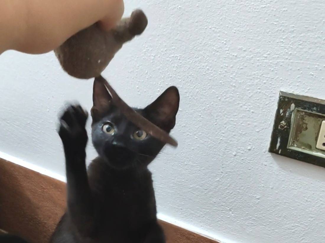 Adotta un gatto, taglia non valida, maschio, Pisa