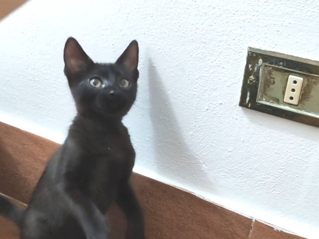 Vuoi adottare un gatto a Pisa?