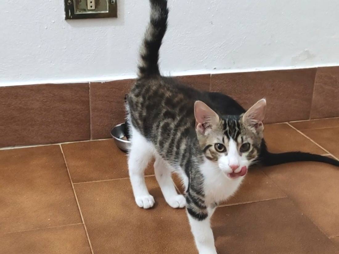 Adozione gatto, maschio, Razza sconosciuta Razza sconosciuta, 3 mesi, taglia non valida, Pisa